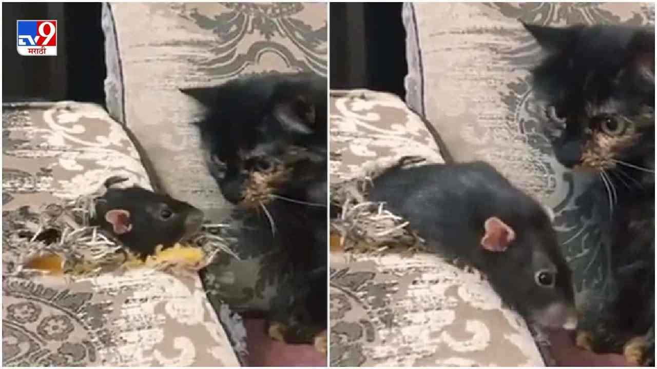 Video: उंदराला पाहून मांजर घाबरली, क्षणांत धूम ठोकली, पाहा इंटरनेटवर व्हायरल होणारा व्हिडीओ