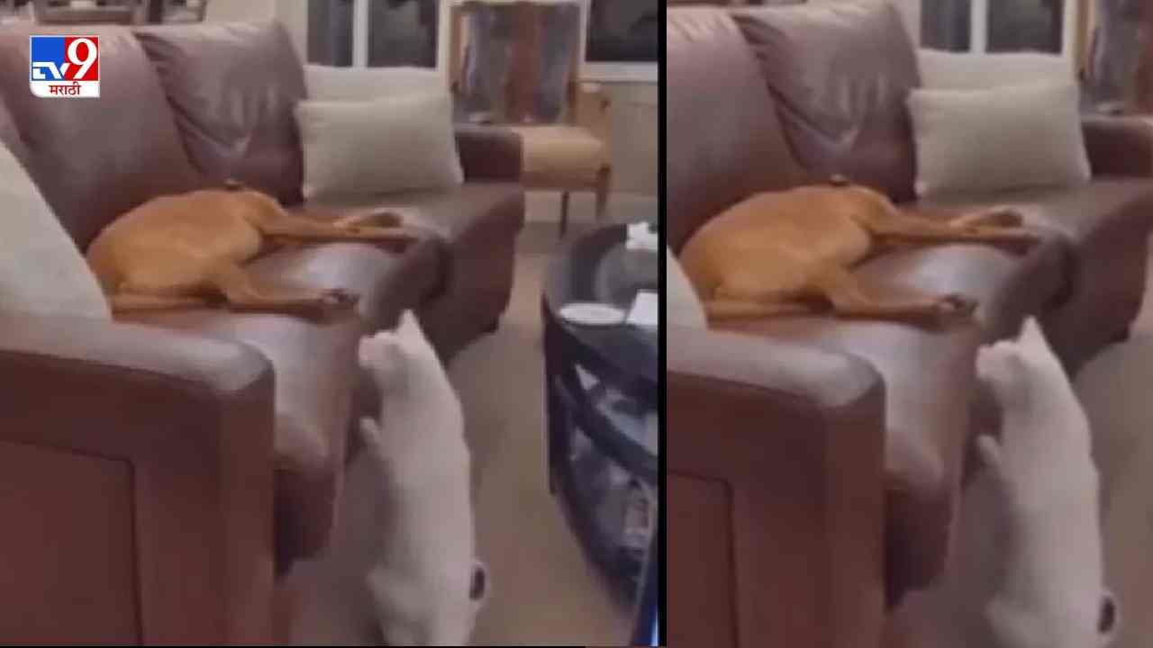 Video: कुत्र्याची छेड काढून लपून बसणारी मांजर, व्हिडीओ पाहून तुम्हालाही हसू येईल