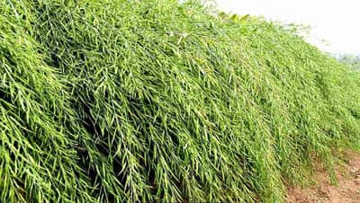 रब्बीतील मोहरीचे पीक ; पेरणीपासून काढणीपर्यंतचे मार्गदर्शन