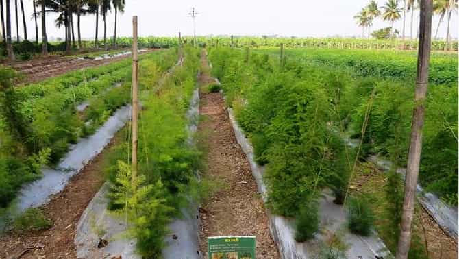 औषधी वनस्पतींची शेती, हजारोंची गुंतवणूक अन् लाखोंची कमाई