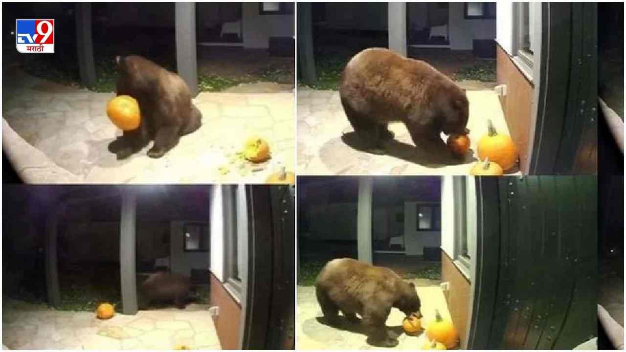Video: घराबाहेर ठेवलेला भोपळा अस्वलाने खाल्ला, व्हिडीओ पाहून नेटकरी खूश