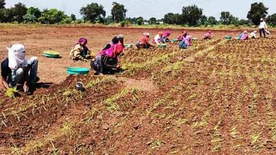 कांद्याचा वांदा : खरीपातील कांद्याची लागवड जोमात, काय राहतील भविष्यात दर?