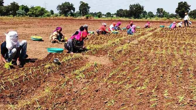 कांद्याचा वांदा : खरीपातील कांद्याची लागवड जोमात, काय राहतील भविष्यात दर?