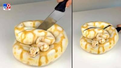 Video: चक्क चाकूने साप कापला आणि पाहतो तर काय..? नेटकऱ्यांकडून साप कापणाऱ्याचं कौतुक