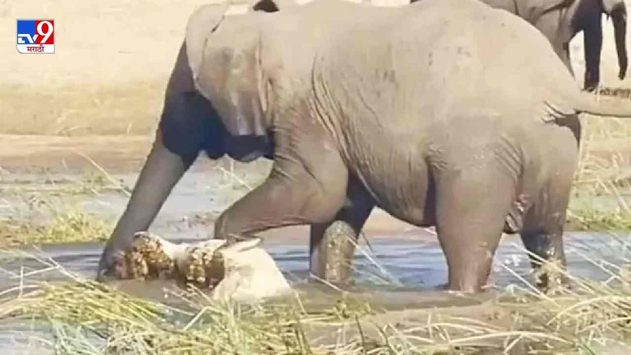 Video: हत्ती आणि मगरीची लढाई, पाहा कोण पडले कुणावर भारी, अंगावर शहारे आणणारा व्हिडीओ!