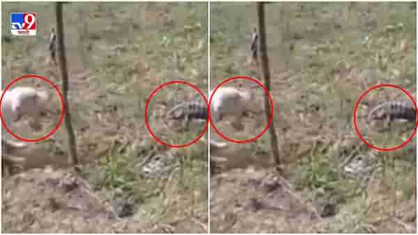 Video: कुत्र्याच्या भुंकण्यावर सरडा चिडला, त्यानंतर जे झालं, त्याने नेटकरी पोट धरुन हसले!
