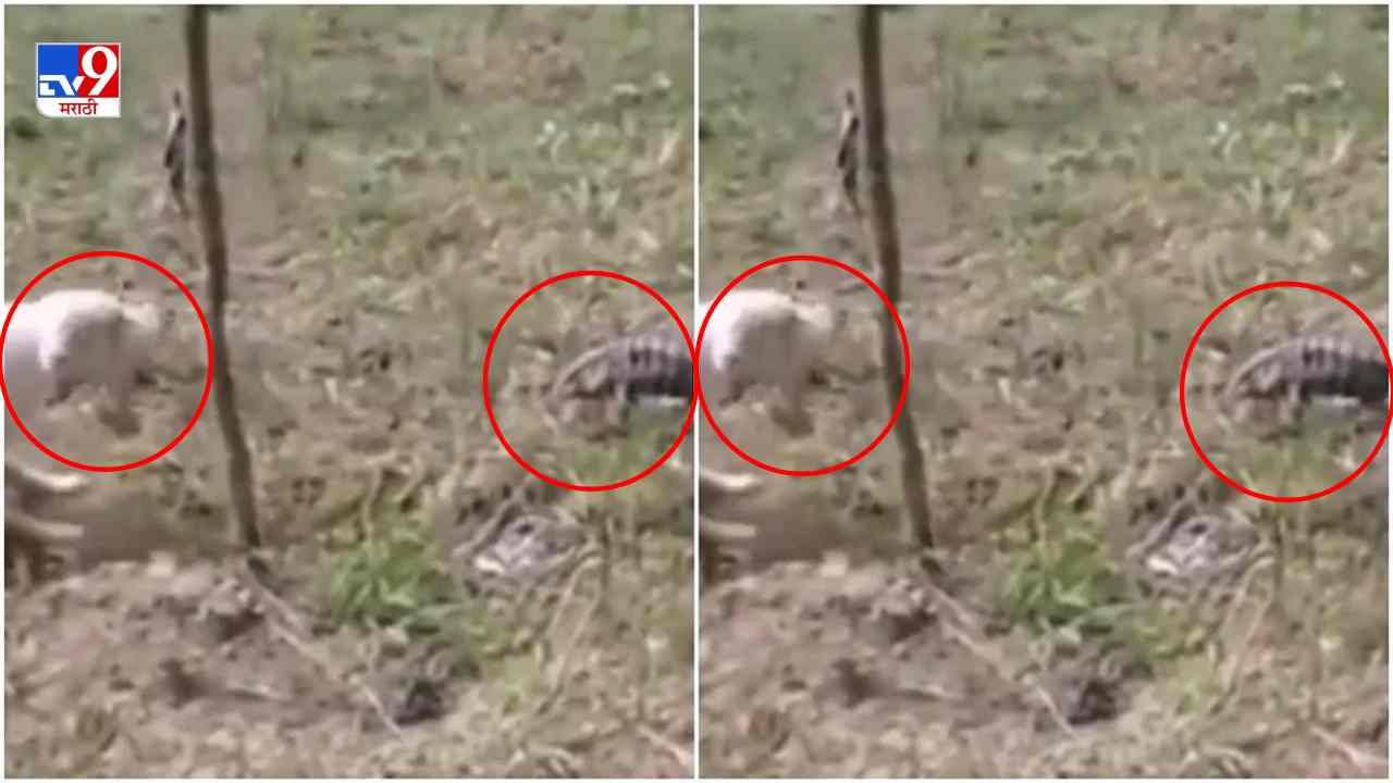 Video: कुत्र्याच्या भुंकण्यावर सरडा चिडला, त्यानंतर जे झालं, त्याने नेटकरी पोट धरुन हसले!
