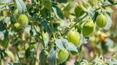 Chickpea Crop : हरभरा फुलोऱ्यात, घाटीअळीचे करा असे एकात्मिक व्यवस्थापन