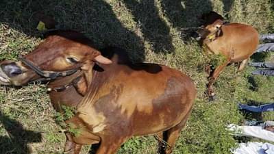 मशागत करताना औतासमोर शेळ्यांचा कळप आला अन् दुर्घटना घडली...