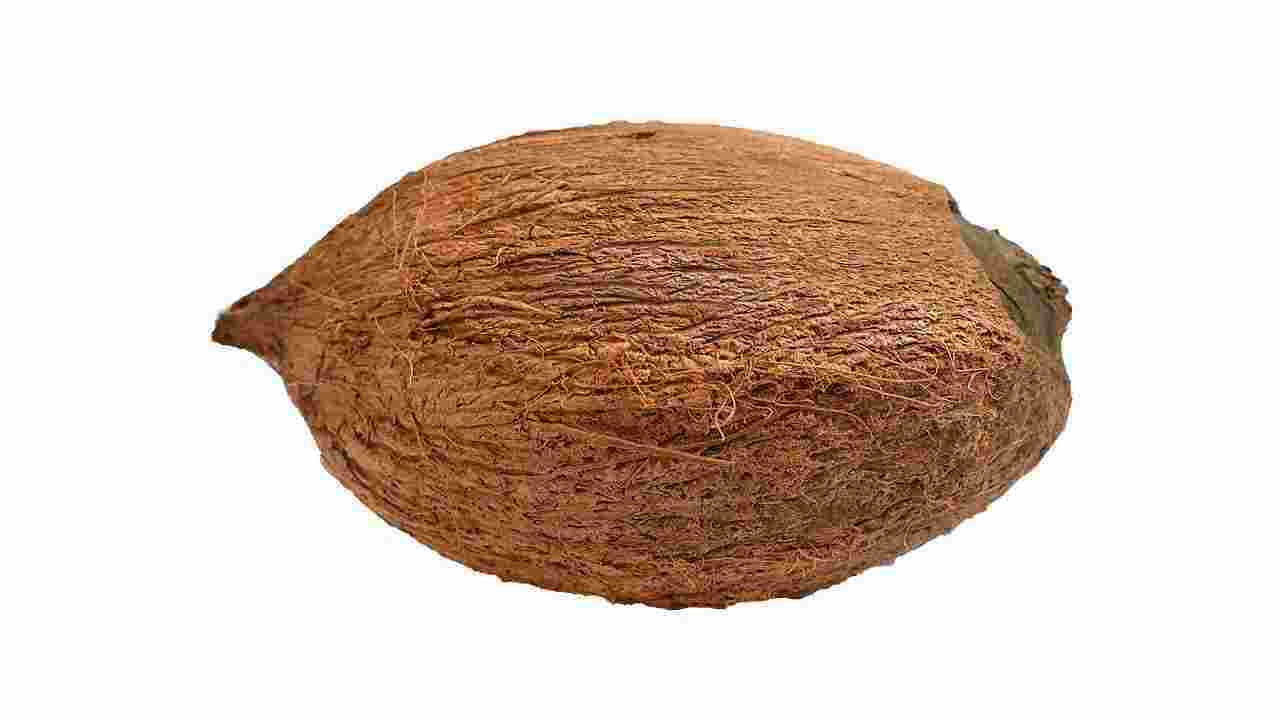 One Eye Coconut : पाच कल्पांपैकी एक आहे एकाक्षी नारळ, पूजेमध्ये वापरल्यास होतात मोठे फायदे
