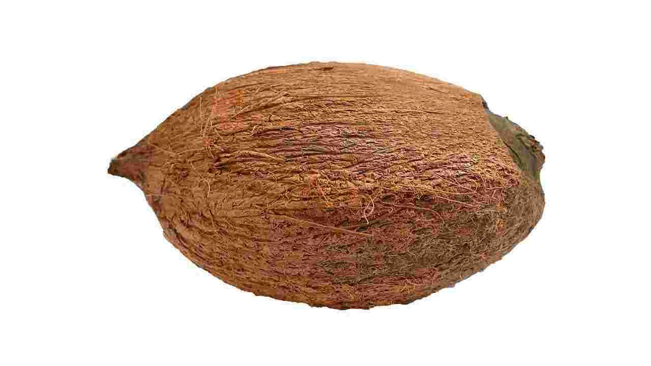 One Eye Coconut : पाच कल्पांपैकी एक आहे एकाक्षी नारळ, पूजेमध्ये वापरल्यास होतात मोठे फायदे