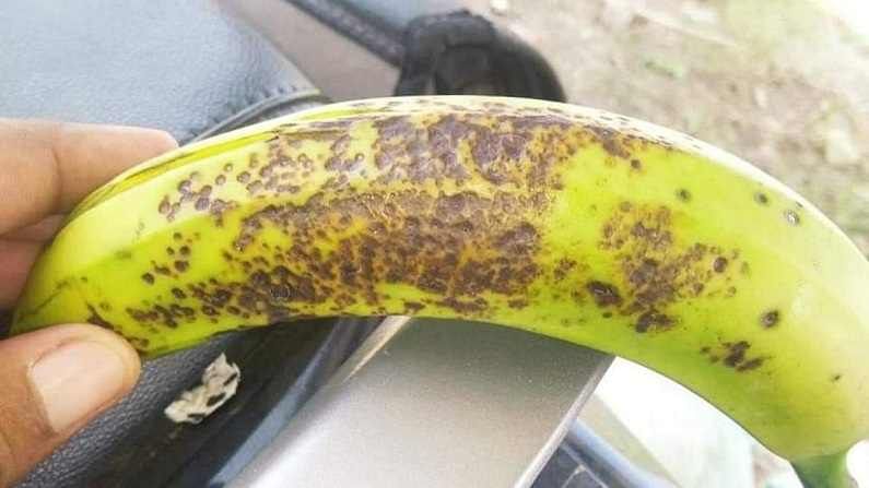 केळीमध्येही बुरशीजन्य रोग, वेळीच काळजी घ्या अन्यथा उत्पादनावर परिणाम