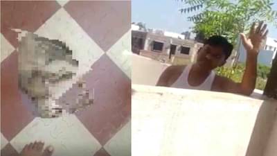 Video | अमानुष ! जळगावमध्ये मांजरीनं कोंबडीवर ताव मारला तर मालकानं बंदुकीची गोळी डोक्यात घातली