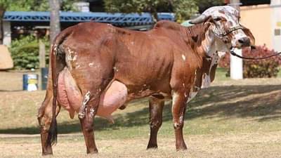 जनावरांची ऑनलाईल खरेदी-विक्री, शेतकऱ्याला लाखोंचा गंडा ; अशी घ्या काळजी