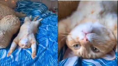 व्हायरल मांजरीला पाहून तुम्ही म्हणाल व्वा लाईफ हो तो ऐसी!