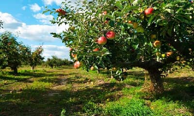राज्यात उद्दिष्टापेक्षा निम्म्यानेत फळबाग लागवड, 60 हजार हेक्टरचे टार्गेट