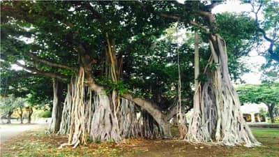 औरंगाबाद शहरातील वृक्षांची होणार स्मार्ट गणना, लवकर मोबाइल अ‍ॅप विकसित होणार