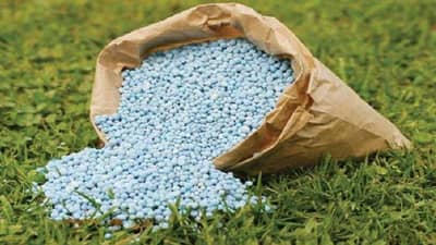 रब्बीच्या तोंडावर डीएपी खताचा तुटवडा मग चिंता कशाला हे आहेत पर्याय...
