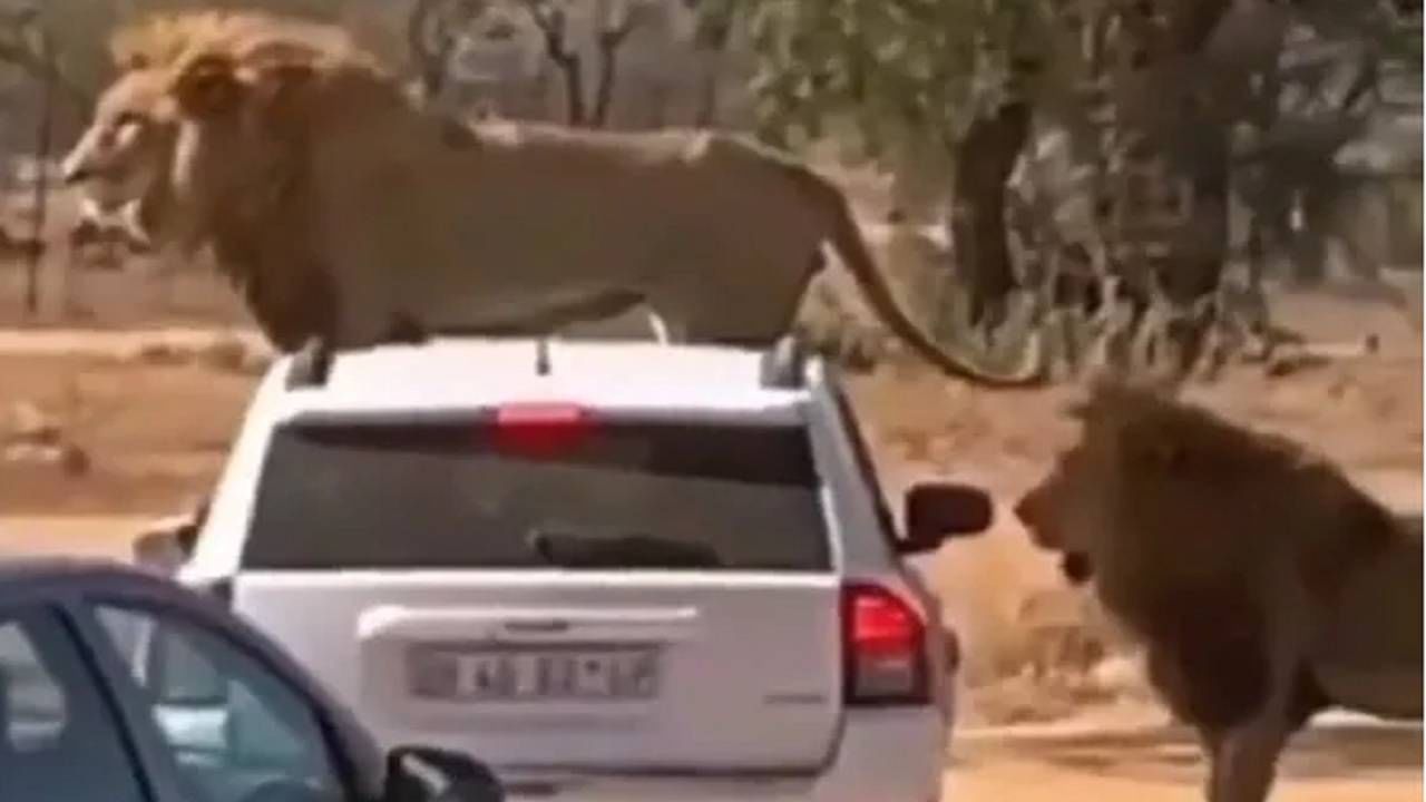VIDEO : अन् पाहता पाहताच दोन सिंहांनी पांढऱ्या गाडीला घेरलं, पुढे झालं असं काही