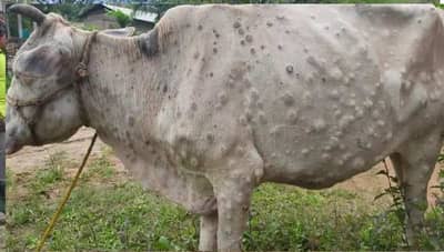 जनावरांच्या गोठ्यातूनच होतो लंम्पी आजार, प्रतिबंधात्मक उपायोजनेमुळे प्रादुर्भाव कमी