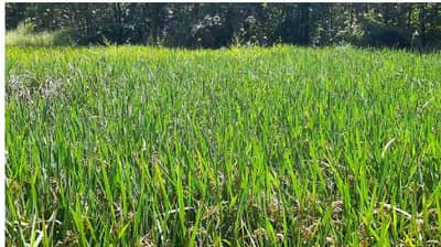 पावसाने नव्हे तर शेतकऱ्याच्या मनमानी कारभारामुळे 40 एक्कर क्षेत्र बाधित, काय आहे नेमकं प्रकरण ?