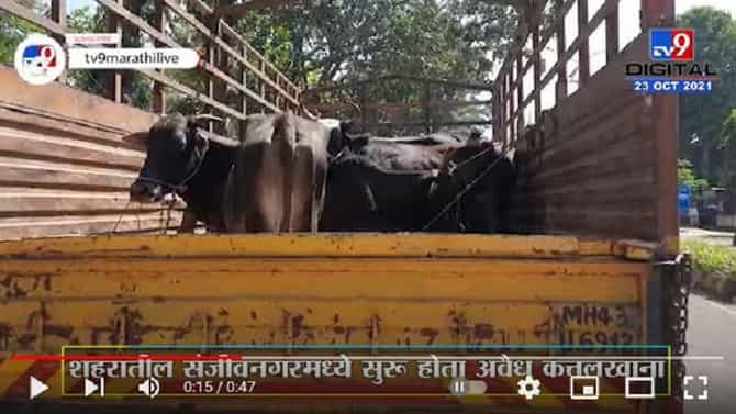 अवैध कत्तलखान्यावर छापा टाकून 1 टन गोमांस जप्त; नाशिकमध्ये 9 गायींसह 2 बैलांची सुटका