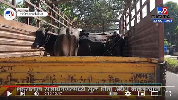 अवैध कत्तलखान्यावर छापा टाकून 1 टन गोमांस जप्त; नाशिकमध्ये 9 गायींसह 2 बैलांची सुटका