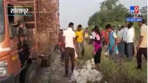 VIDEO | सोलापूर-पुणे हायवर टेम्पोचा अपघात, कोंबड्या पळवण्यासाठी स्थानिकांची झुंबड