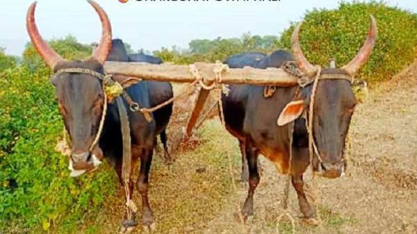 बैलाच्या खांद्यावरील सुज वेदनादायी अन् कामावर परिणाम करणारी, काय आहेत उपाय?