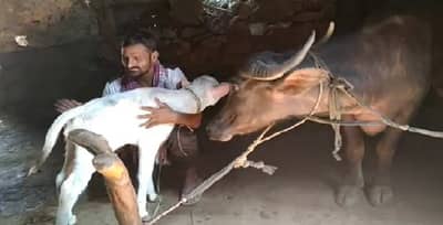 असं नेमकं काय घडतं ? काळ्या म्हशीला पांढरं रेडकू होतं