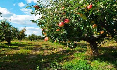  विम्यासाठी फळबागायत दार वेटिंगवर या पर्यायांची अंमलबजावणी करा अन् परतावा मिळवा