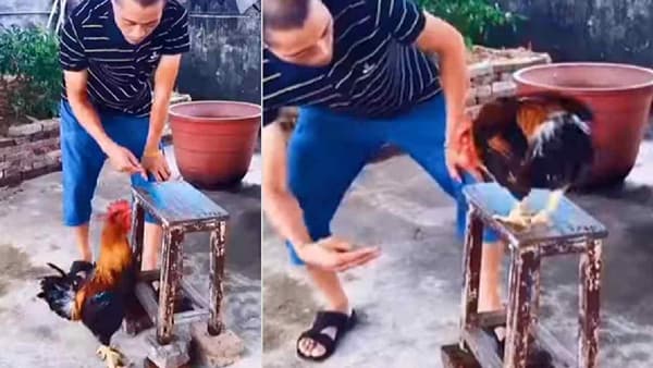 Video: मालकाच्या आदेशावर हवं ते करणारा कोंबडा, व्हिडीओ पाहून नेटकरी म्हणाले, असे कोंबडे घरोघरी हवे!