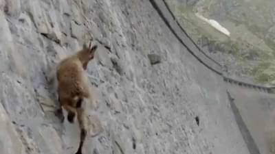 Video: धरणाच्या सरळ भिंतीवर चढणाऱ्या, धावणाऱ्या शेळ्या, डोळ्यांवर विश्वास बसणार नाही असा व्हिडीओ
