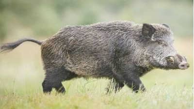 पीकांना रानडूकरांचा धोका, मग असे करा पीक संरक्षण..!