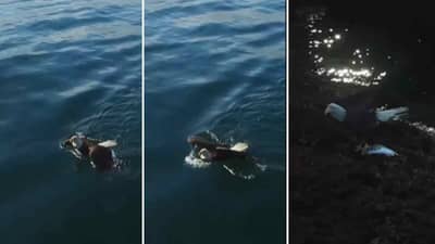 Video: आकाश भेदणाऱ्या गरुडाला कधी पोहताना पाहिलंय? गरुडाची आणखी एक कला दाखवणारा व्हिडीओ