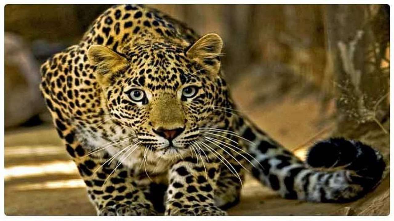 Leopards in Katraj Ghat: कात्रज घाटात बिबट्याचा मुक्तसंचार ; संरक्षक भिंतीवर बसलेला बिबट्या कॅमेऱ्यात कैद