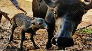 पेरणी यंत्र एक अन् फायदे अनेक, वेळेची बचत शिवाय उत्पादनात वाढ