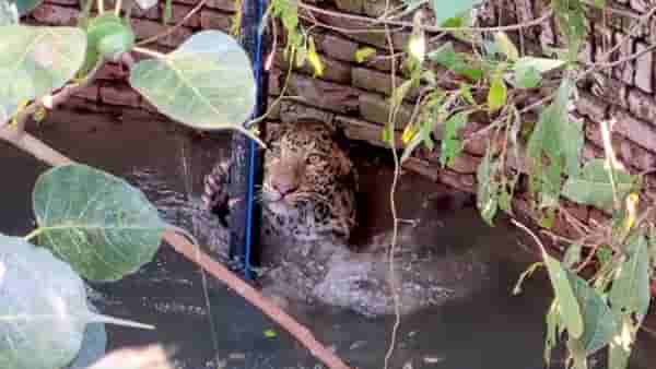 Video: विहिरीत पडलेल्या बिबट्याला बाहेर काढण्यासाठी वनविभागाची कसरत, व्हिडीओ सोशल मीडियावर व्हायरल