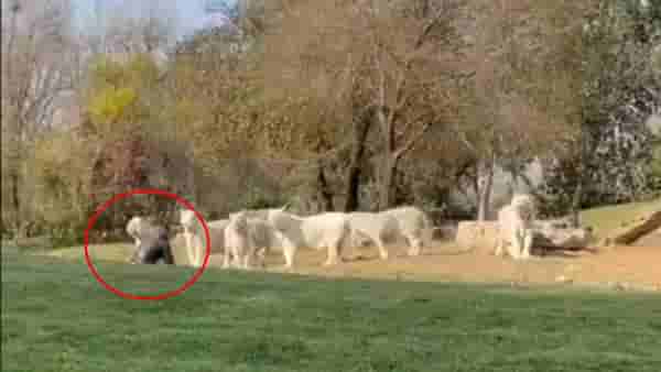 Video: गाडीतून उतरला आणि थेट 11 वाघांच्या कळपात गेला, पुढं जे झालं त्याने नेटकरी आवाक, चीनमधला व्हिडीओ व्हायरल