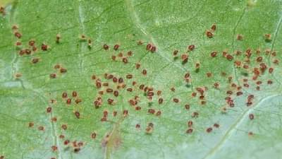 आता पावसाचा नव्हे, कमी तापमानाचा धोका, पिकांवर कोळी किडीचा प्रादुर्भाव