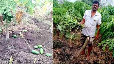 फळबागा नको गांजा लावण्याची परवानगी द्या ; यवतमाळमध्ये वन्यप्राण्यांचा उपद्रव