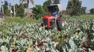निसर्गाचा कहर त्यात बियाणे कंपनीकडून फसवणूक, 2 एकरावरील फुलकोबीवर फिरवला रोटर
