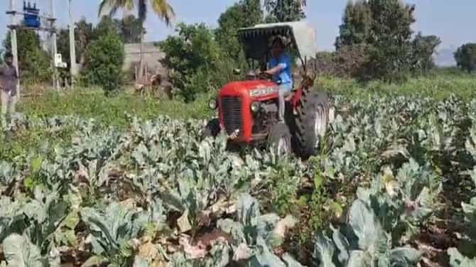निसर्गाचा कहर त्यात बियाणे कंपनीकडून फसवणूक, 2 एकरावरील फुलकोबीवर फिरवला रोटर