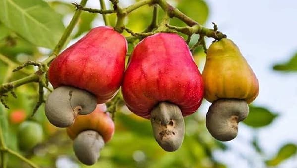 कोकणात वाढणार काजूचे उत्पादन, राज्य सरकारकडून अल्प व्याजदरात कर्ज