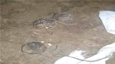 सुपारी समजून महिलेने पकडली वस्तू, भीषण स्फोटानंतर बोटाच्या चिंधड्या, गावठी बॉम्ब असल्याचा संशय