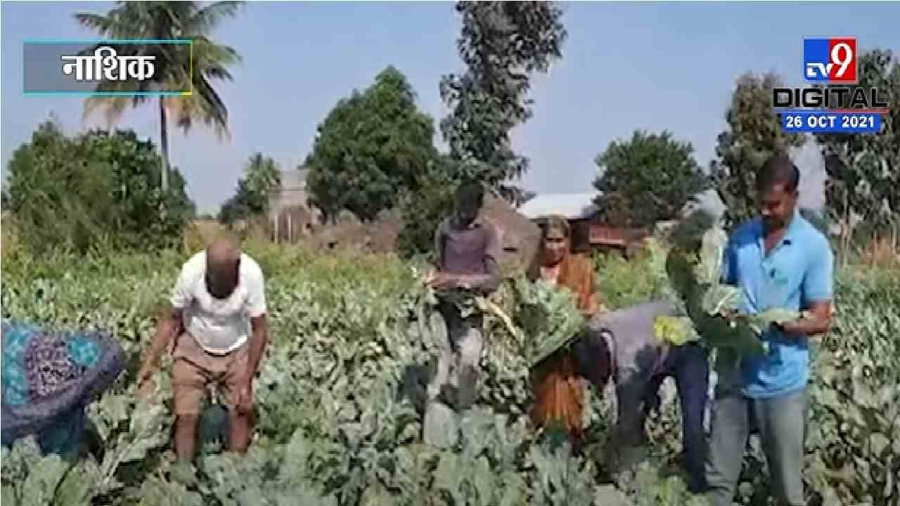 VIDEO : Nashik | बोगस बियाण्यांमुळे कोबीऐवजी उगवली पाने, शेतकऱ्याने नांगर फिरवला