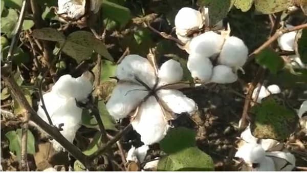 खरीप हंगामातील प्रमुख पिकांपैकी एक असलेल्या कपाशीची वेचणी सुरु झाली आहे. आता रब्बी हंगामासह दिवाळीसाठी शेतकरी कपाशी विकण्याची तयारी करीत आहेत.