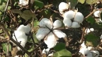Cotton crop: फरदड कापसाला एक ना अनेक पर्याय? पीक पध्दतीमधील बदलच फायद्याचा, वाचा सविस्तर
