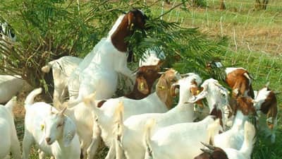 50% अनुदानावर करा शेळीपालन, पहिल्या टप्प्यात कोणत्या तीन जिल्ह्यांना मिळणार लाभ ?