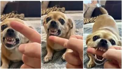 Viral Video: प्राण्यांची चेष्टा करण्याआधी शंभरदा विचार करा, नाहीतर काय होतं पाहा...